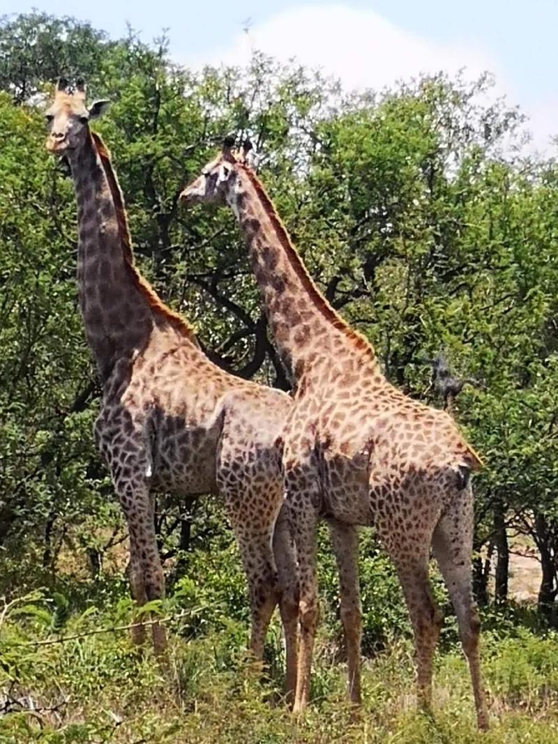 Boulders Safari Lodge image