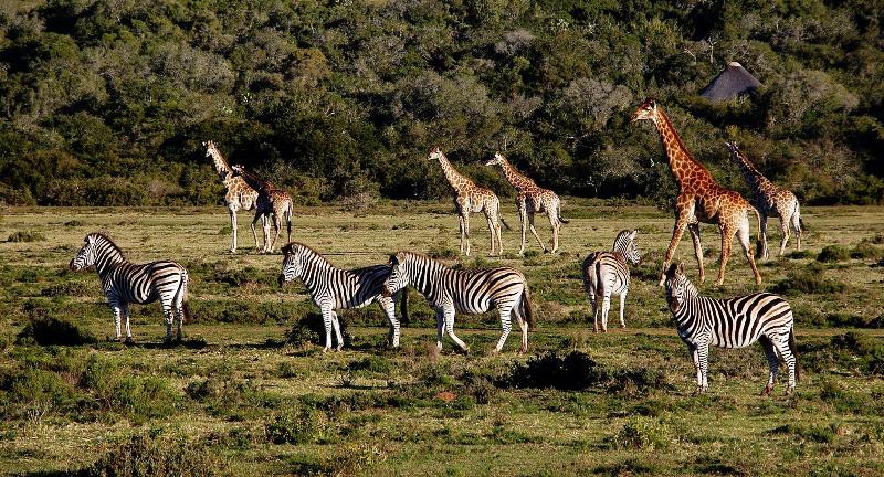 Elephants Lodge - Bellevue Forest Reserve image