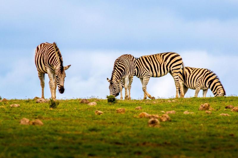 Elephants Lodge - Bellevue Forest Reserve image