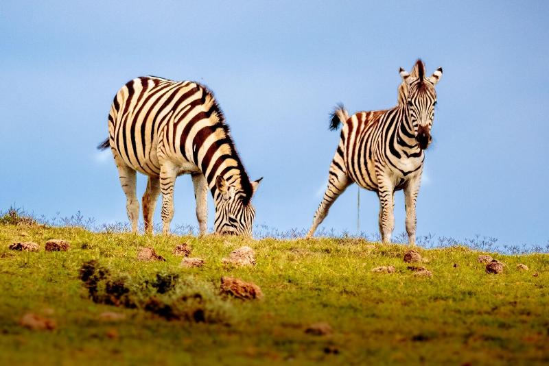 Elephants Lodge - Bellevue Forest Reserve image