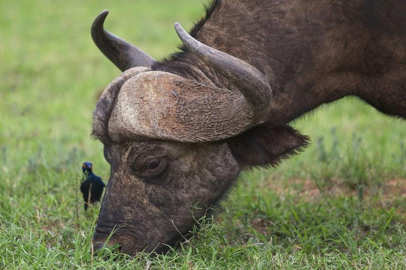 Elephants Lodge - Bellevue Forest Reserve image