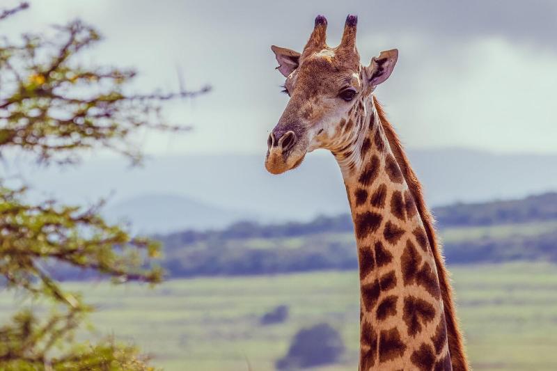 Elephants Lodge - Bellevue Forest Reserve image