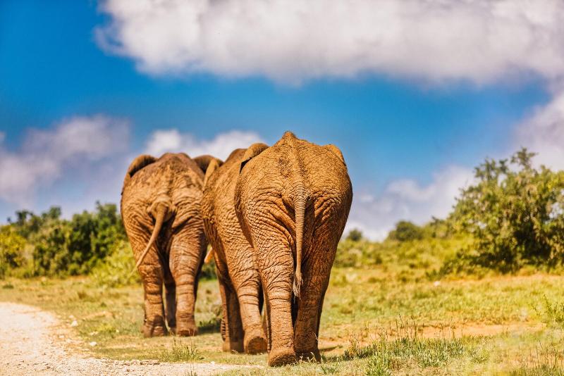 Elephants Lodge - Bellevue Forest Reserve image