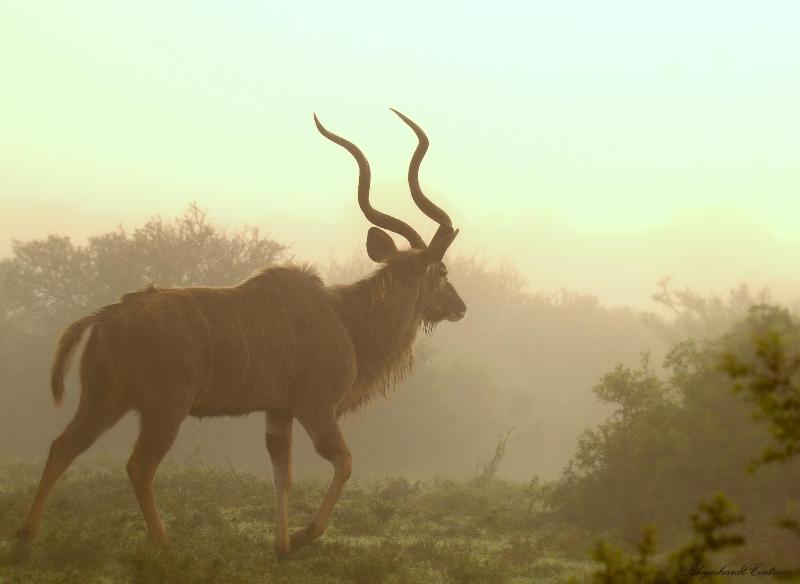 Elephants Lodge - Bellevue Forest Reserve image