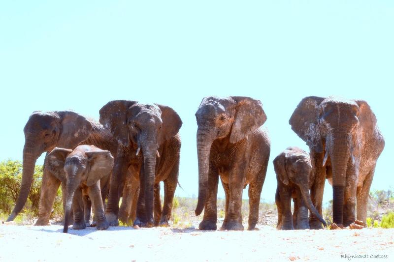 Elephants Lodge - Bellevue Forest Reserve image