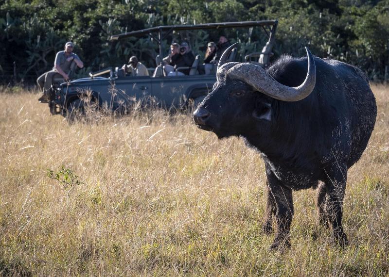 Elephants Lodge - Bellevue Forest Reserve image