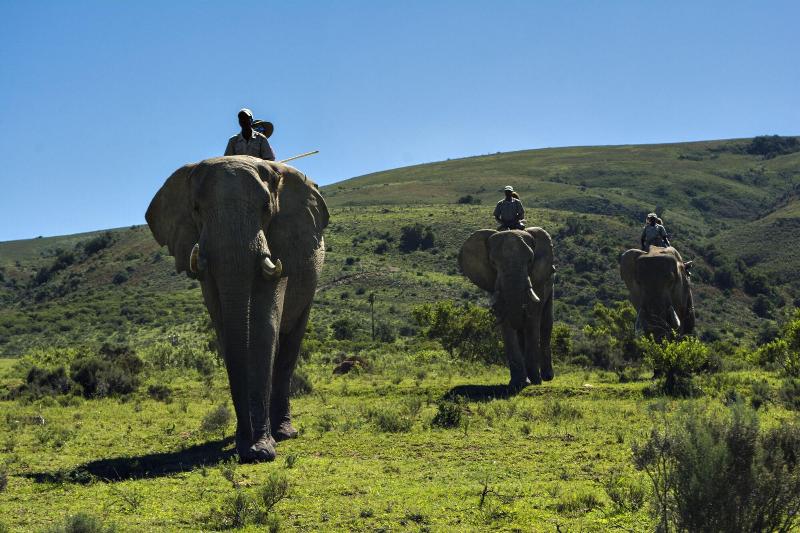 Elephants Lodge - Bellevue Forest Reserve image