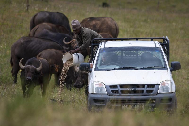 Elephants Lodge - Bellevue Forest Reserve image