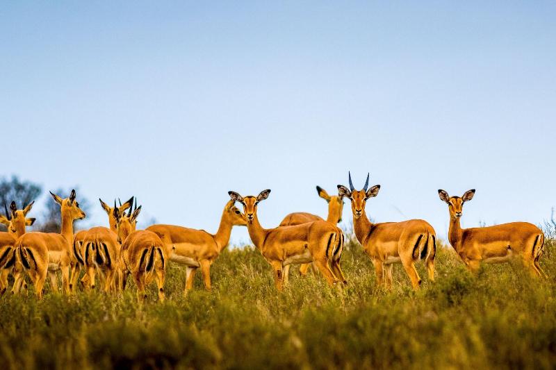 Elephants Lodge - Bellevue Forest Reserve image