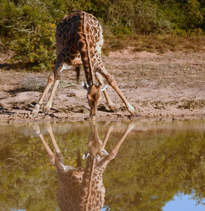 Elephants Lodge - Bellevue Forest Reserve image