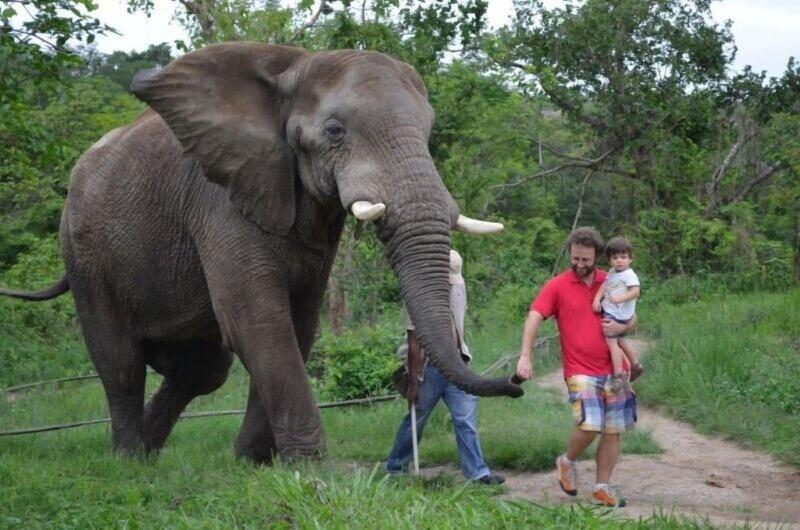 Hazyview Buffalo Game Lodge image