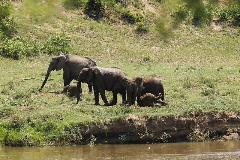 Kambaku River Lodge image