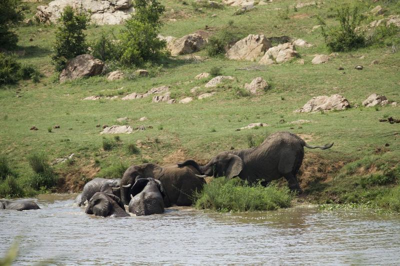 Kambaku River Lodge image
