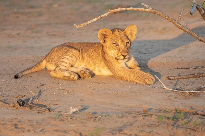Kambaku River Lodge image