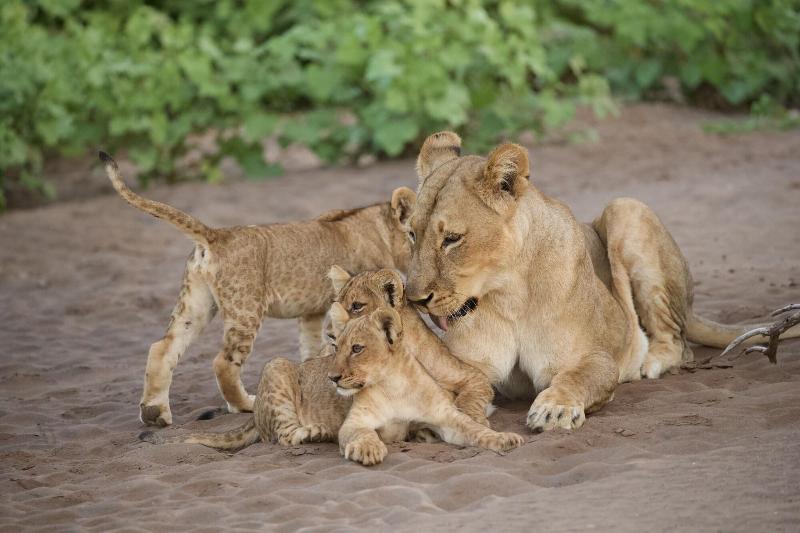 Kambaku River Lodge image