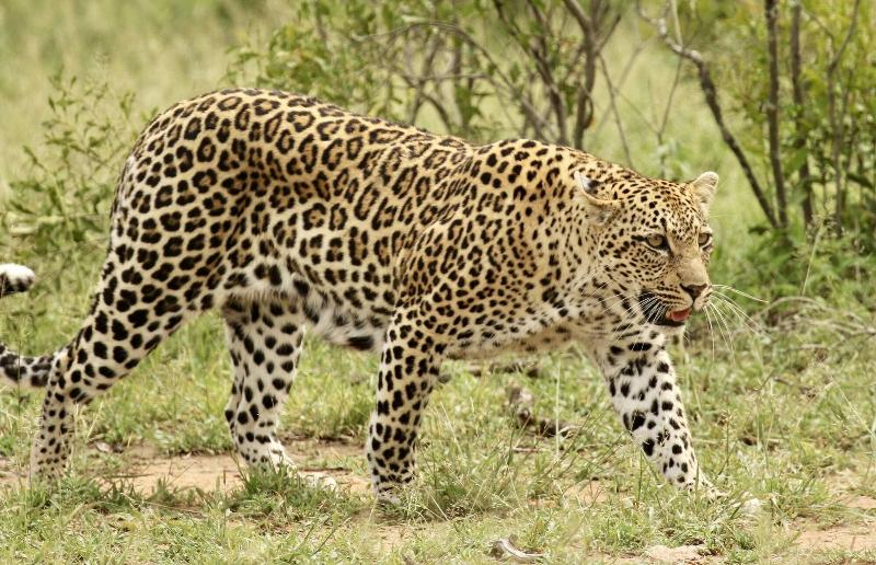 Kambaku River Lodge image