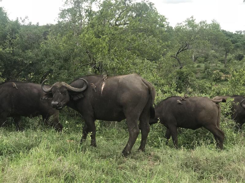 Kambaku River Lodge image