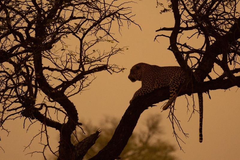 Kambaku River Lodge image
