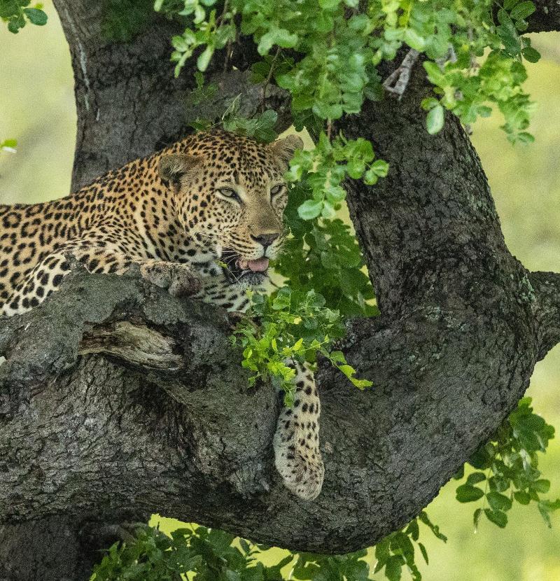 Kambaku River Lodge image
