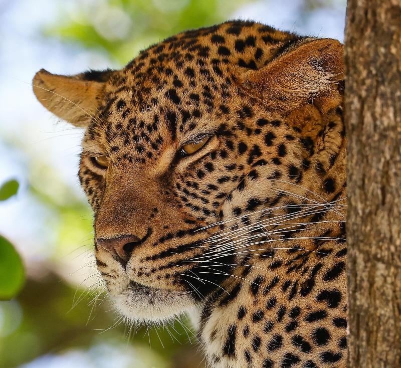 Kambaku River Lodge image