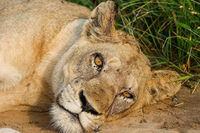 Kambaku River Lodge image