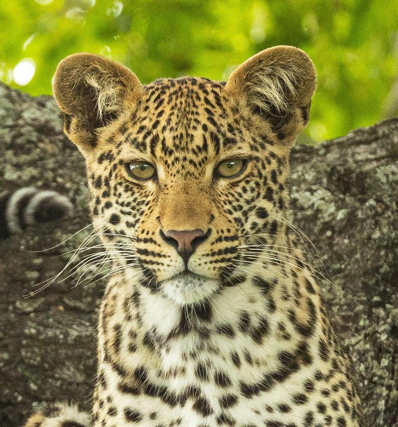 Kambaku River Lodge image