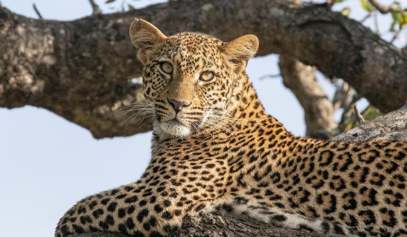 Kambaku River Lodge image