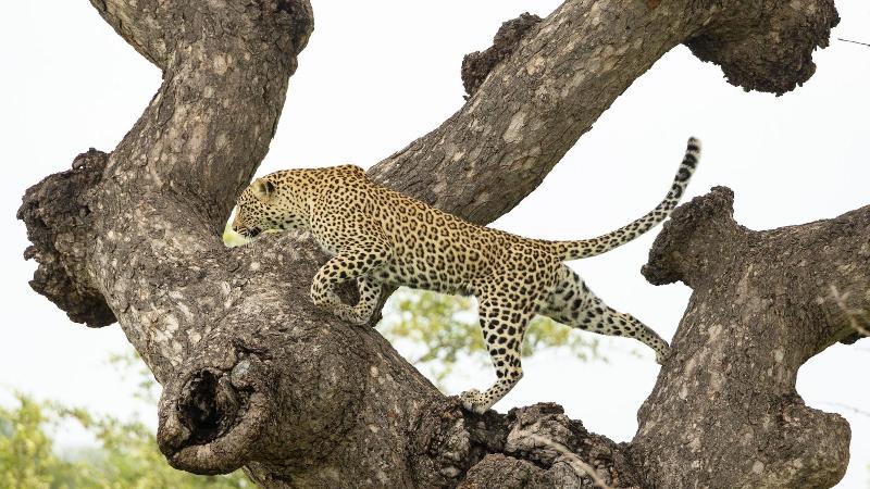 Kambaku River Lodge image