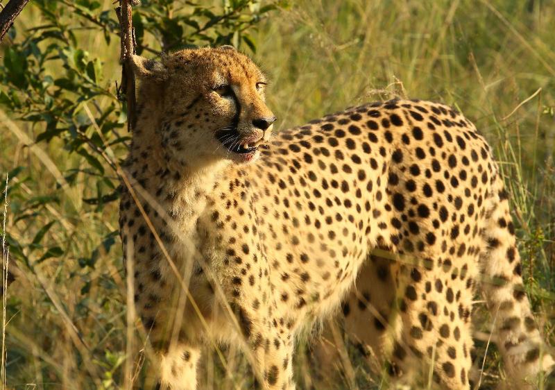 Kambaku River Lodge image