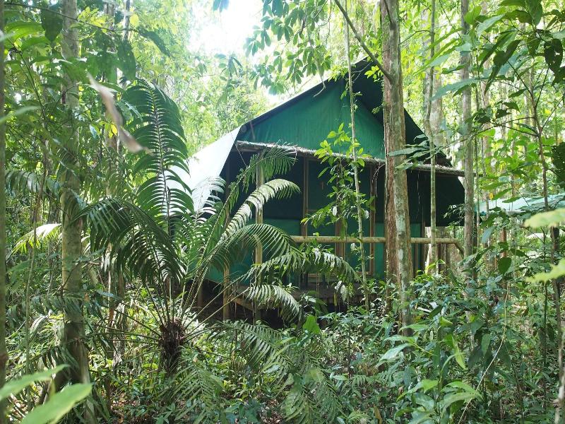 Daintree Crocodylus image