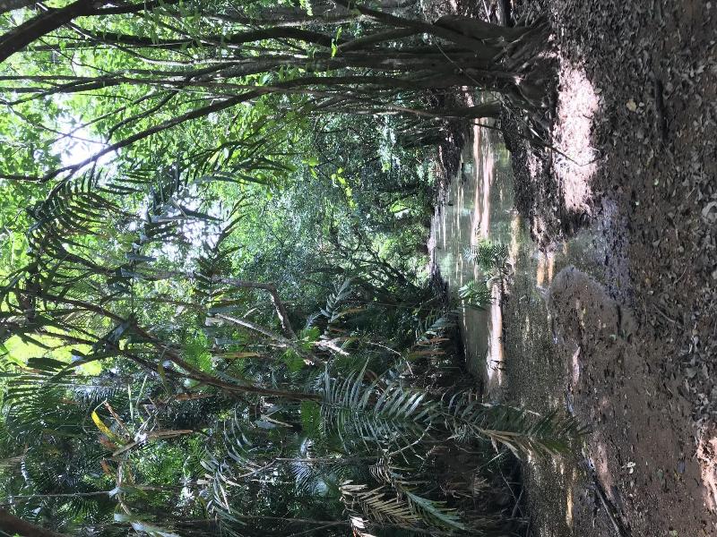 Daintree Crocodylus image