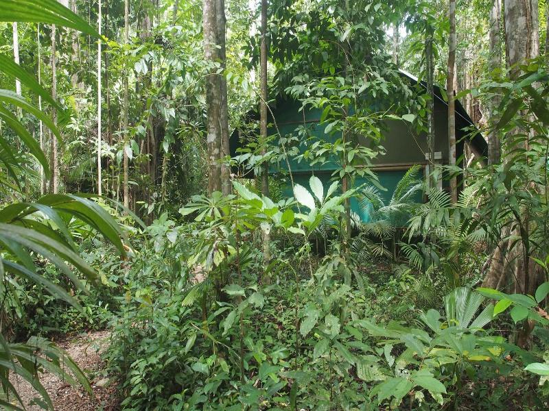 Daintree Crocodylus image