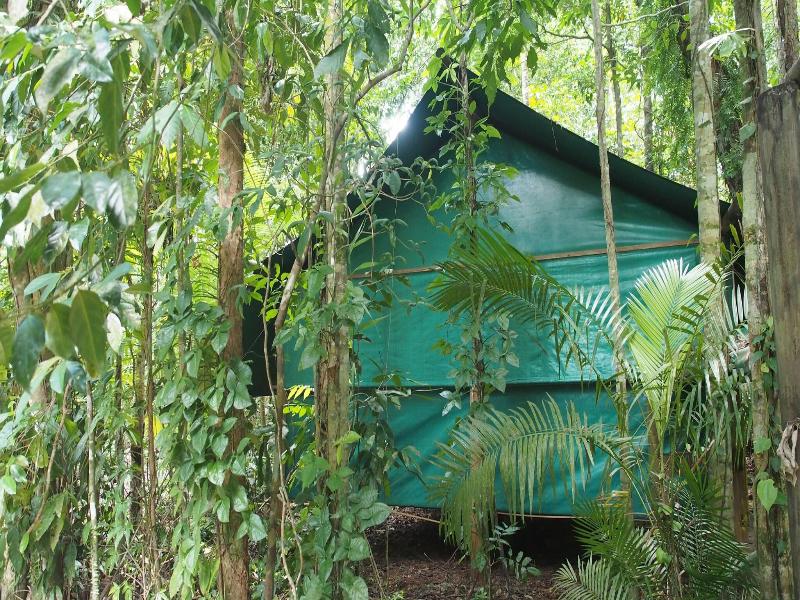 Daintree Crocodylus image