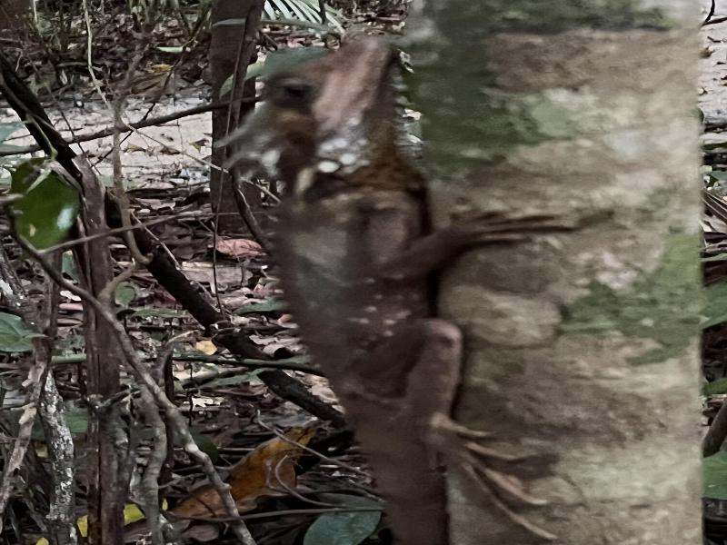 Daintree Crocodylus image