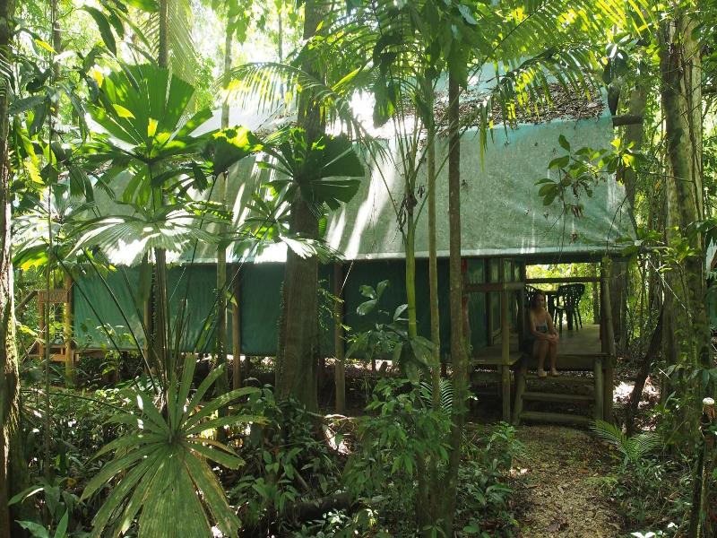 Daintree Crocodylus image