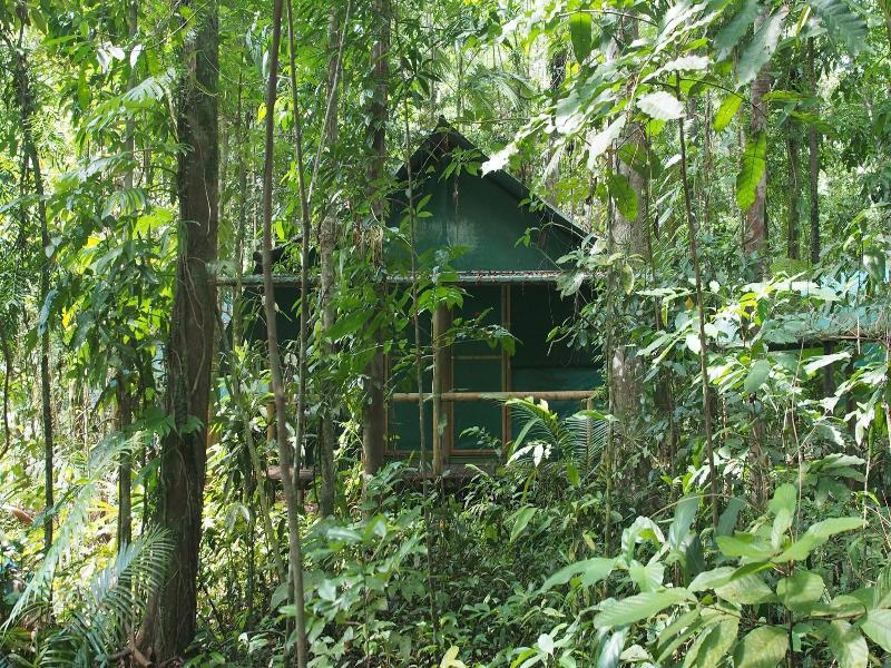 Daintree Crocodylus image