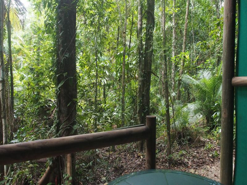 Daintree Crocodylus image