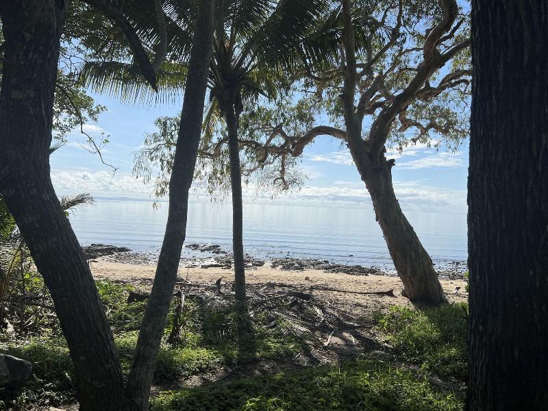 Daintree Crocodylus image