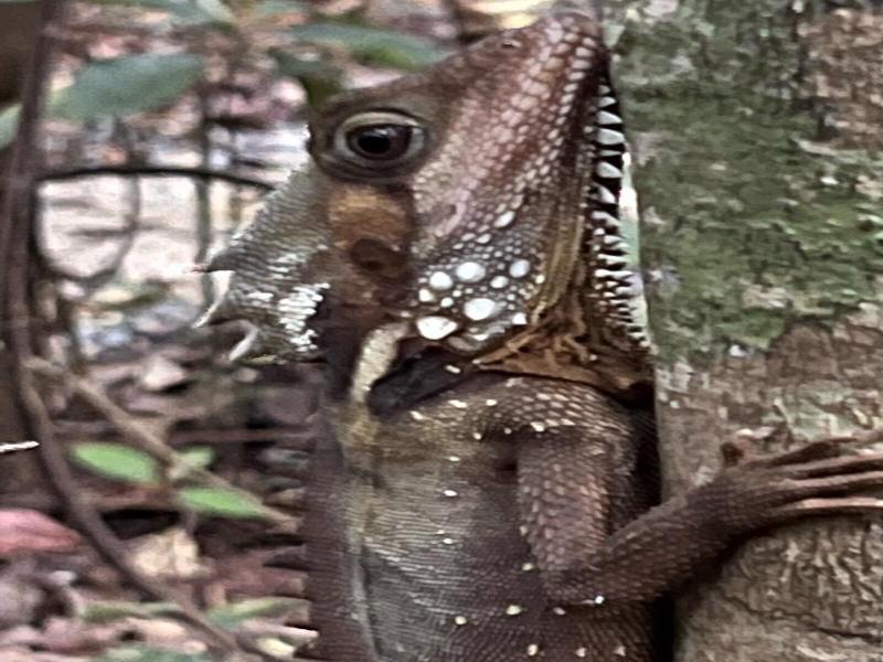 Daintree Crocodylus image