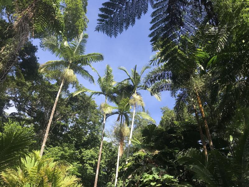 Daintree Crocodylus image