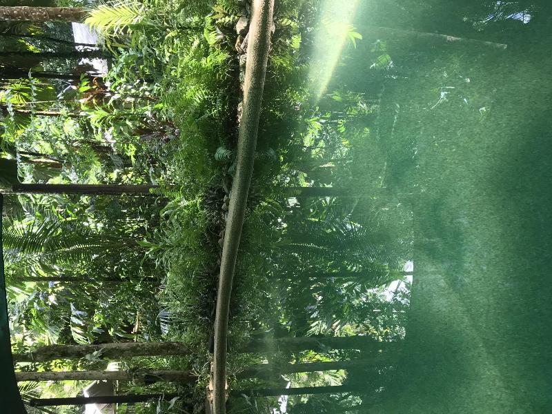 Daintree Crocodylus image