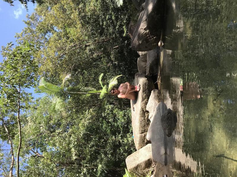 Daintree Crocodylus image