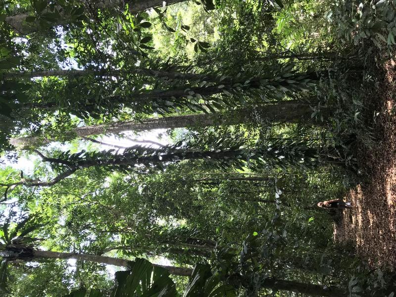 Daintree Crocodylus image