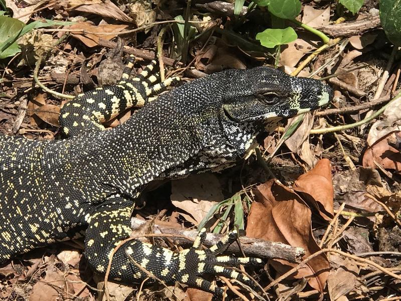 Daintree Crocodylus image