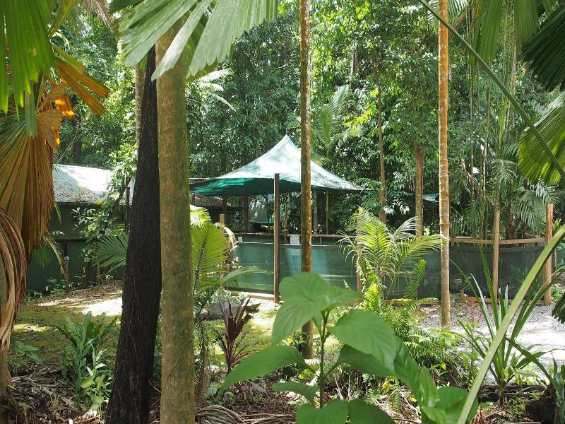Daintree Crocodylus image