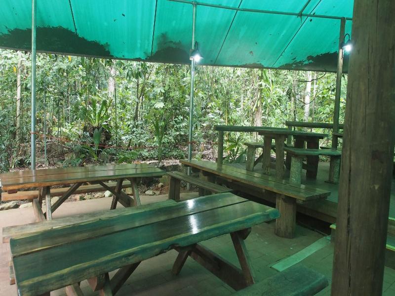 Daintree Crocodylus image