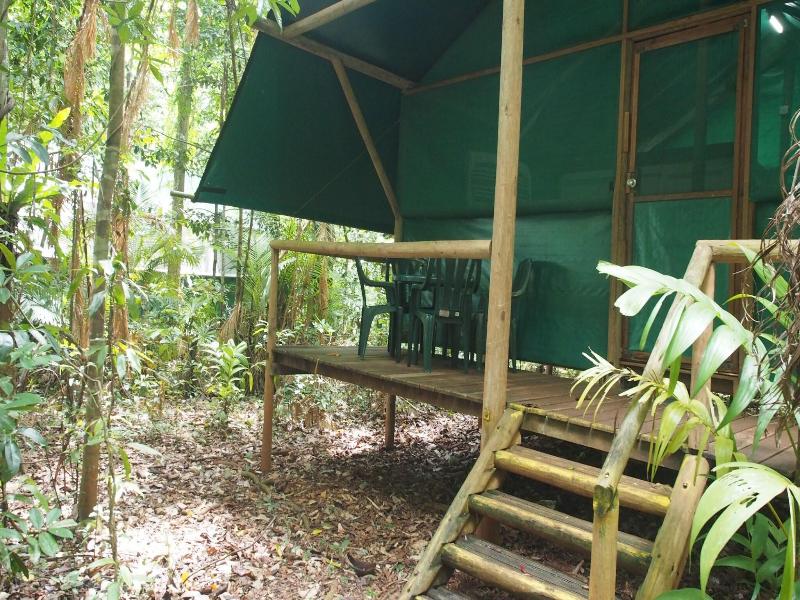 Daintree Crocodylus image