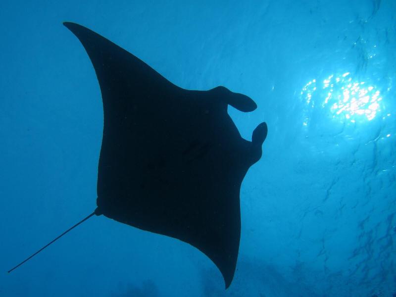 South Ari Dive Center image