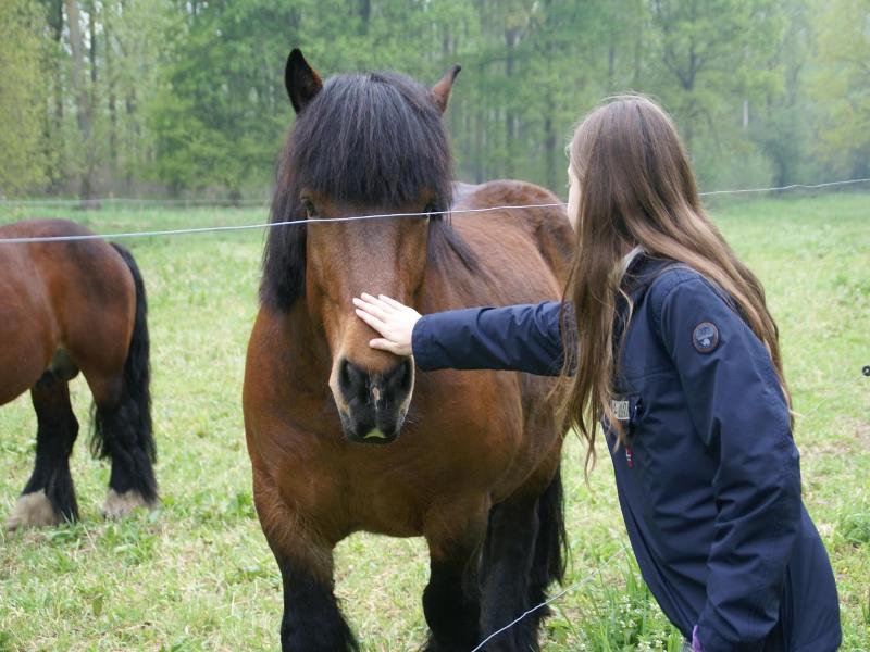 B&B Sasput image