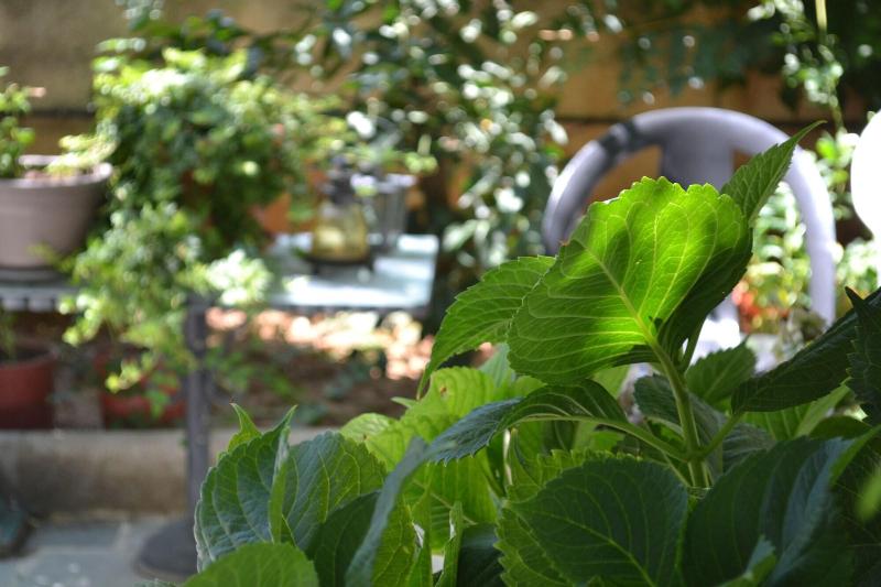 Veggie Garden Athens B&B image